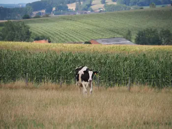 Black and white cow (Holstein Friesian)